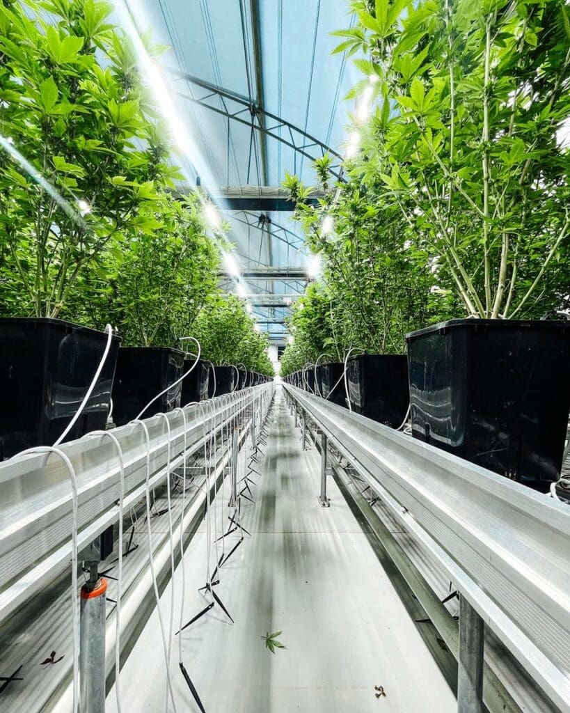 Cannabis exports: Dot the i's and cross the t's for success