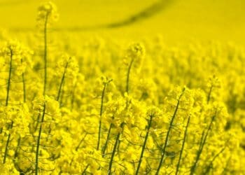 Turning soil, turning tides: New era of sustainable farming
