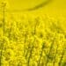 Turning soil, turning tides: New era of sustainable farming