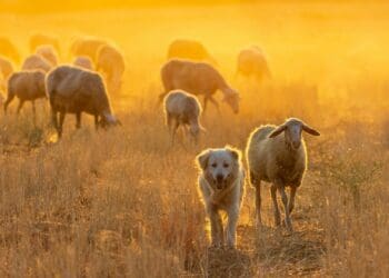 Farm pets: Watch out for these health risks