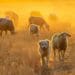Farm pets: Watch out for these health risks