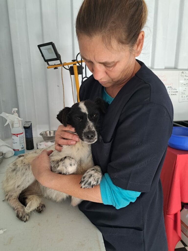ICYMI: Woof! 19 000 dogs vaccinated against rabies in EC