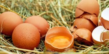 World Egg Day: ‘The yolk’s on us SA’, as outbreaks persist