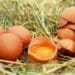 World Egg Day: ‘The yolk’s on us SA’, as outbreaks persist