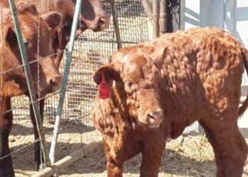 Hurry up and vaccinate against lumpy skin disease now