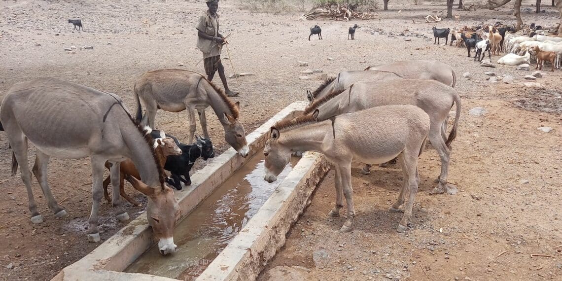 West African union's rules stifle growth in livestock farming