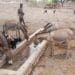 West African union's rules stifle growth in livestock farming
