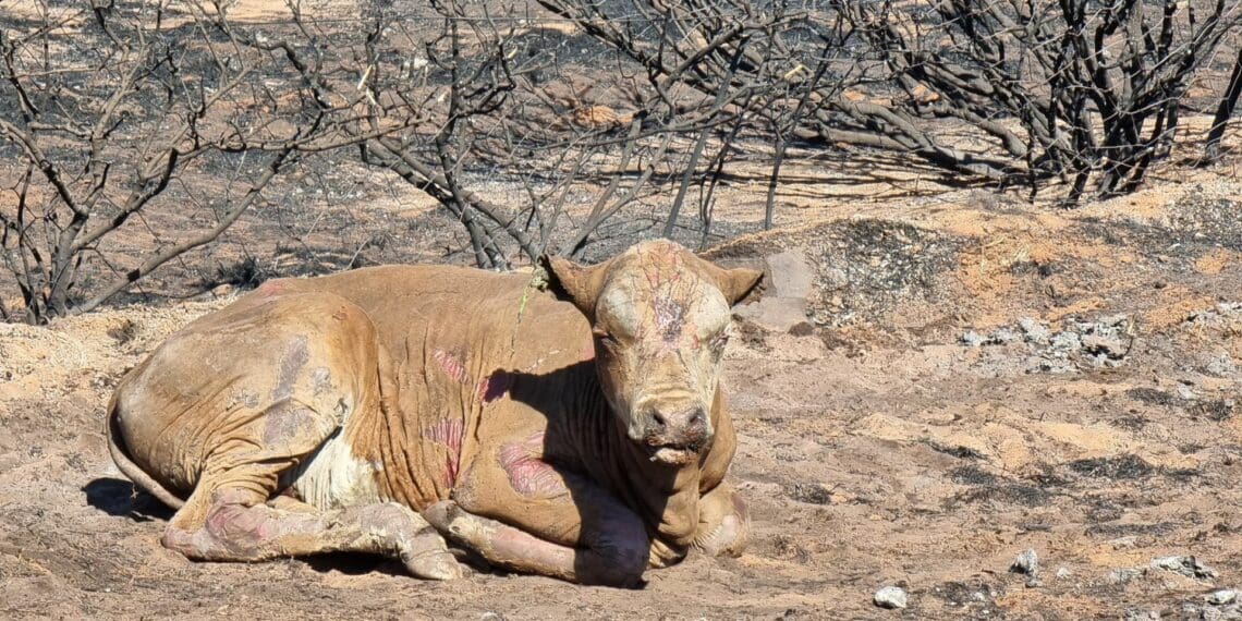 A farmer's heartbreak: ‘I’ve never seen so much death in my life'