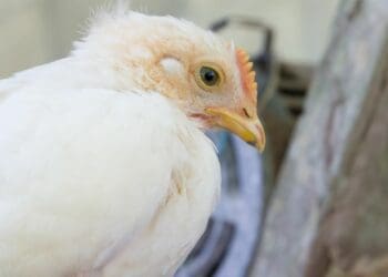 Race against time: Poultry vaccination drive now critical