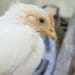 Race against time: Poultry vaccination drive now critical