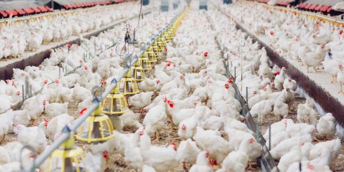 Amidst the avian flu culling crisis, HSI/Africa urges South Africa to revaluate its food system and animal welfare practices. The outbreak, revealing systemic fragility, emphasises the need for a diverse, cruelty-free, and resilient food future. Photo: Supplied/Food For Mzansi