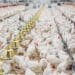 Amidst the avian flu culling crisis, HSI/Africa urges South Africa to revaluate its food system and animal welfare practices. The outbreak, revealing systemic fragility, emphasises the need for a diverse, cruelty-free, and resilient food future. Photo: Supplied/Food For Mzansi