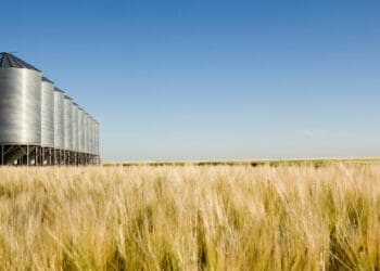 Standardisation holds the key to insuring SA's grain storage