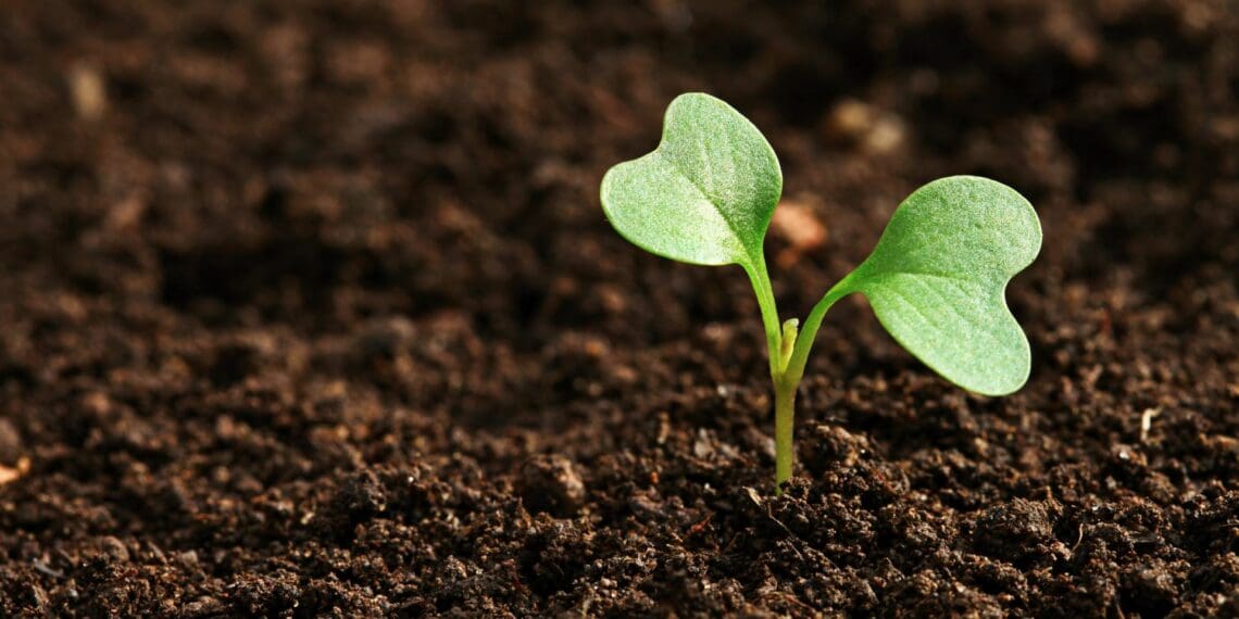 World Food Day: Sustainable farming key to global food security