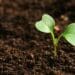 World Food Day: Sustainable farming key to global food security