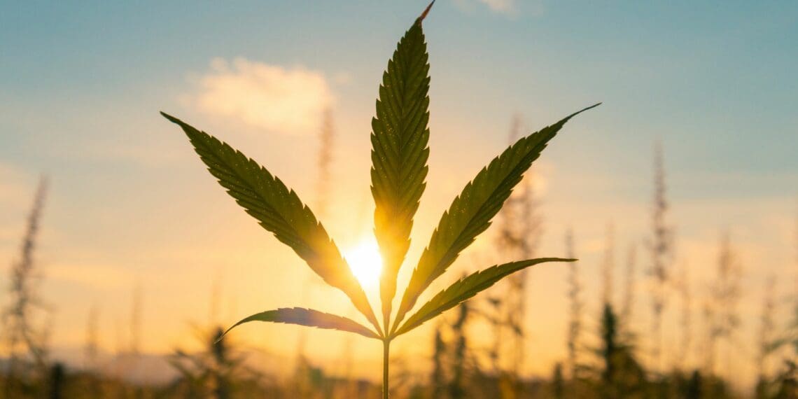 Farmers, industry experts, and local growers are invited to explore the future of farming at the inaugural Cannabis Conference & Expo in KwaZulu-Natal. The event offers a unique opportunity to delve into innovative techniques, regulations, and economic prospects shaping the province’s cannabis and hemp industry. Photo: Supplied/Food For Mzansi