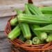 ICYMI: Mbhenyane urges indigenous food revival for public health