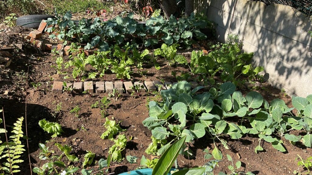Tyobeka uses backyard garden as launch pad for bigger things