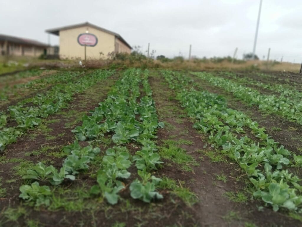 You can't keep a good farmer down – just ask EC's Mhlambi