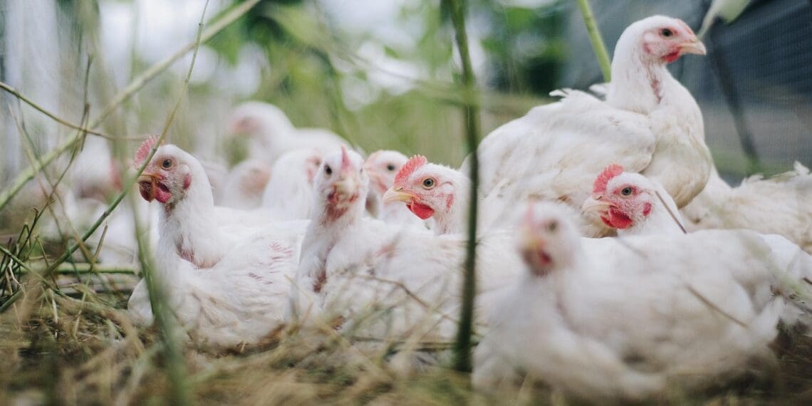Do-or-die: Protect your chickens from avian influenza
