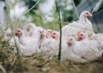 Do-or-die: Protect your chickens from avian influenza