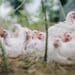 Do-or-die: Protect your chickens from avian influenza