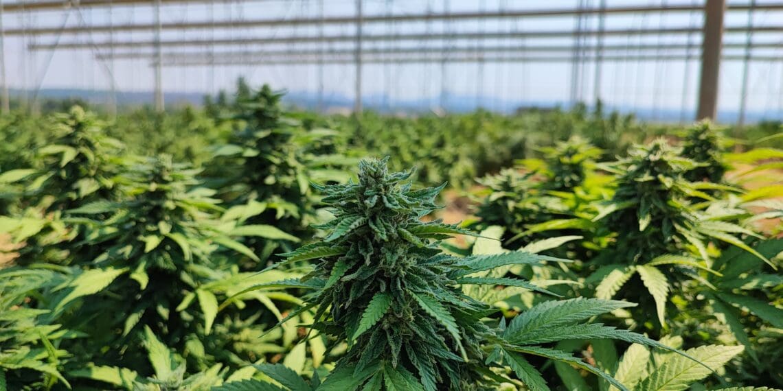 Cannabis exports: Dot the i's and cross the t's for success