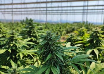 Cannabis exports: Dot the i's and cross the t's for success