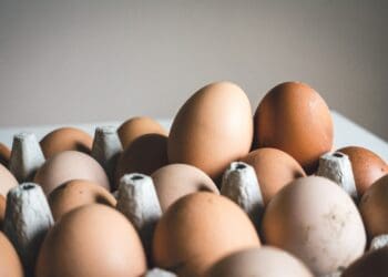 Bird flu: Contingency plan keeps egg production ticking over