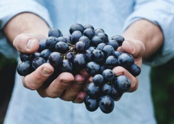 ICYMI: Huge milestone as SA wine launches professional body