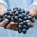 ICYMI: Huge milestone as SA wine launches professional body