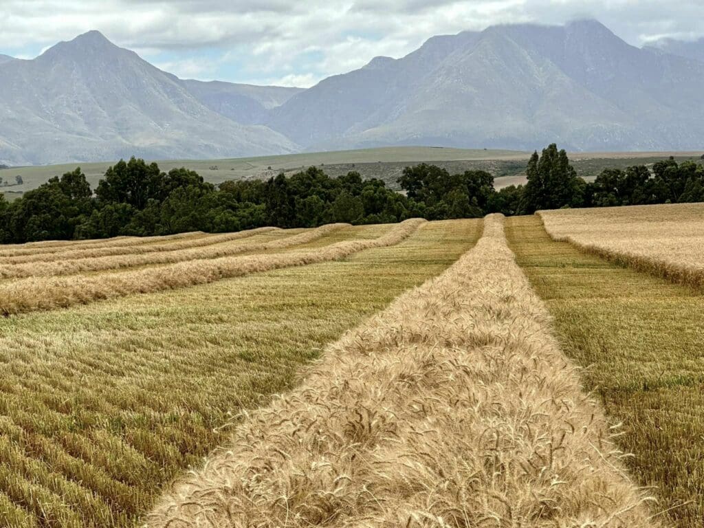 In pictures: Fields of gold shimmer during S Cape canola harvest
