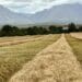 Amid calls for a more inclusive approach, Agri SA seeks to leverage the Agriculture and Agro-processing Master Plan (AAMP) to enhance competitiveness, attract investment, and foster job creation. Photo: Supplied/SSK