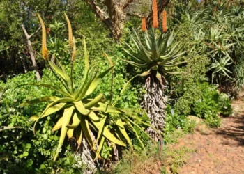 Aloe: A firm favourite that never goes out of style