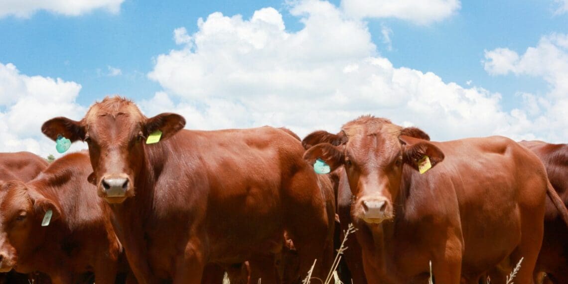 RMITED uplifts new livestock farmers with tools of the trade