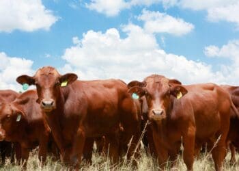 RMITED uplifts new livestock farmers with tools of the trade