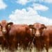 RMITED uplifts new livestock farmers with tools of the trade