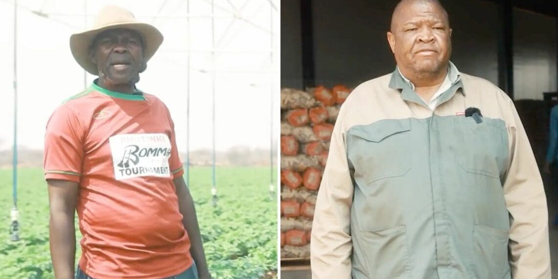 Blouberg Agri-Services Hub gives potato farmers a new lease on life