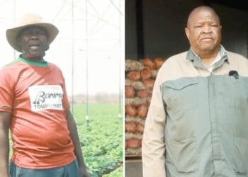 Blouberg Agri-Services Hub gives potato farmers a new lease on life