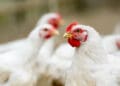 As a chicken farmer, you have to be aware of your flock's health and their manure can help to identify early warning signs of disease. Photo: Supplied/Meadow Feeds