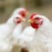 As a chicken farmer, you have to be aware of your flock's health and their manure can help to identify early warning signs of disease. Photo: Supplied/Meadow Feeds