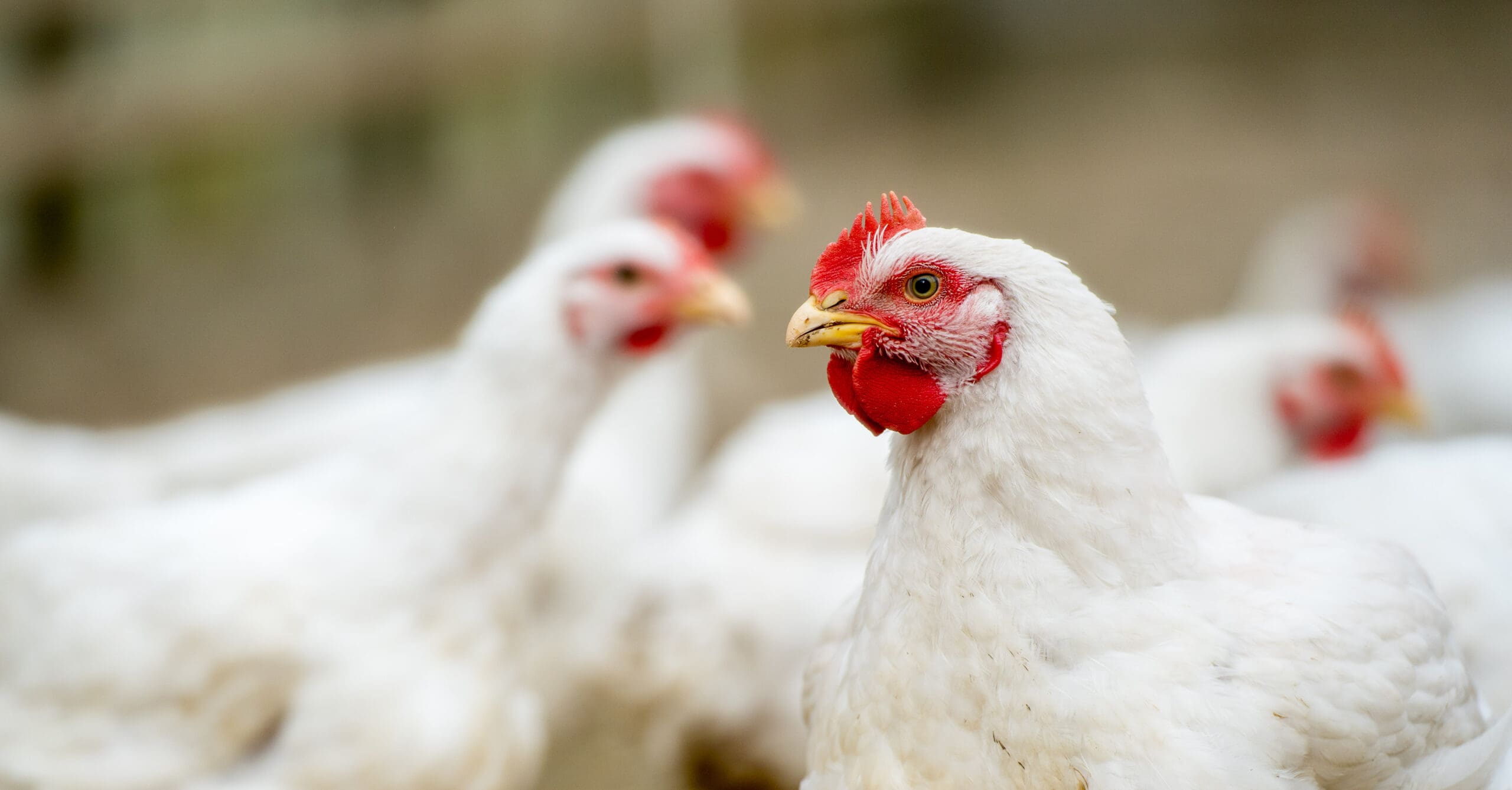 Poultry farmers: A guide to selling to abattoirs