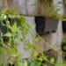 Living wall systems: A space where veggies grow vertically