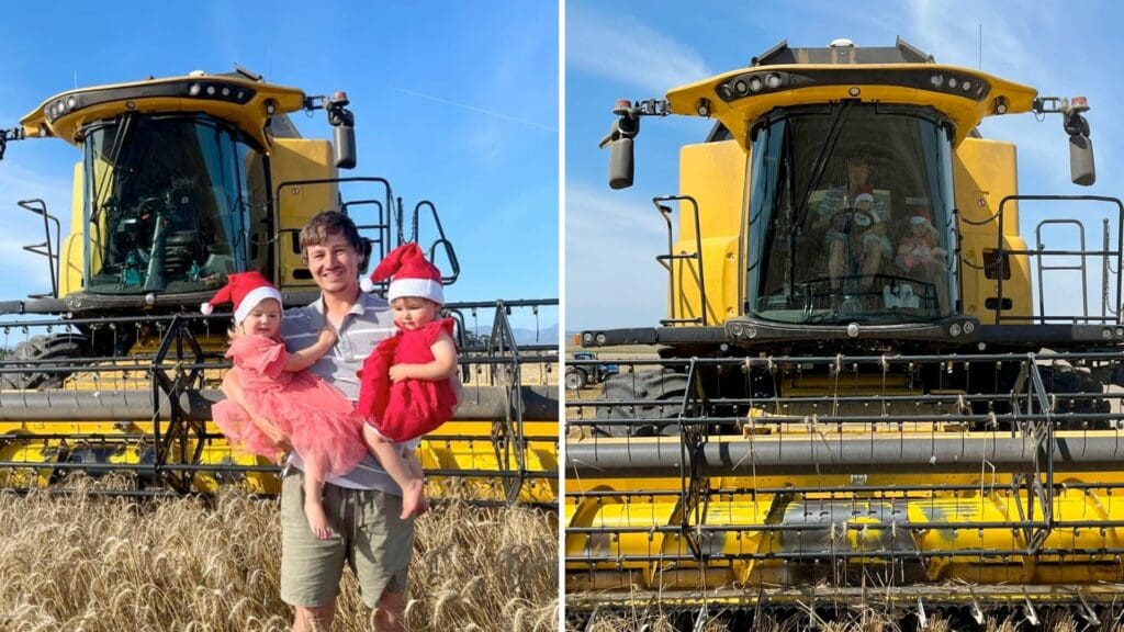 In pictures: Fields of gold shimmer during S Cape canola harvest