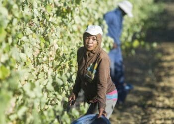z5_jul_Wine farms: Calls mount to improve agri working conditions