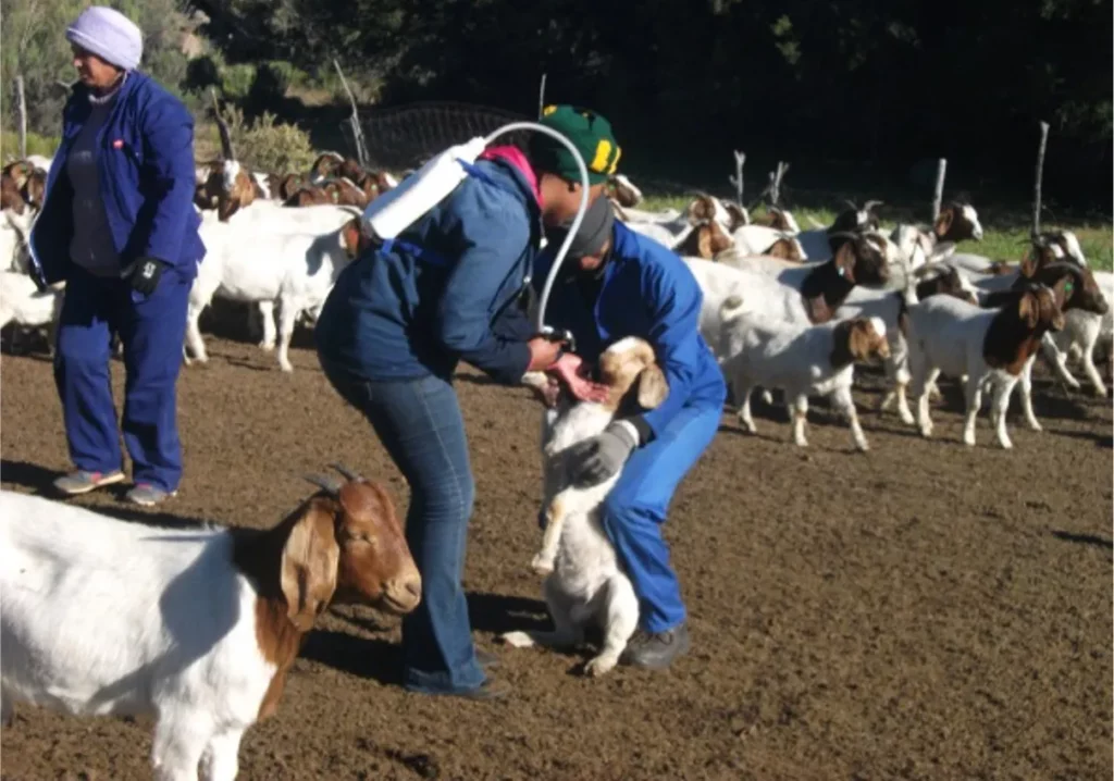 From hardier goats to flood resilience, climate adaptation is key