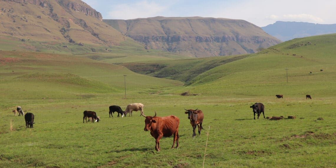 From hardier goats to flood resilience, climate adaptation is key