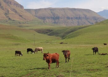 From hardier goats to flood resilience, climate adaptation is key