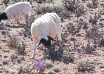 Karoo lamb: GI status holds global promise amid export hurdles
