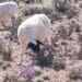 Karoo lamb: GI status holds global promise amid export hurdles